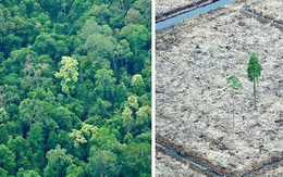 Cảnh báo đáng sợ: Sau khi hết Covid-19, rừng Amazon sẽ là nguồn lây nhiễm virus corona kế tiếp và lỗi hoàn toàn nằm ở con người