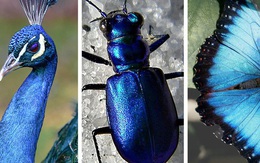 Chỉ tồn tại một loài vật duy nhất trên đời có màu xanh lam - vì sao sắc màu này lại hiếm đến vậy? Đây là câu trả lời