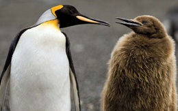 Hít phải quá nhiều... mùi phân chim cánh cụt, nhà khoa học Nam Cực đang có phản ứng rất lạ và lý do phía sau khiến ai cũng phải bật cười