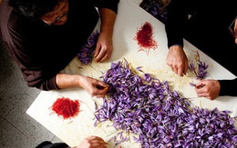 Cận cảnh quá trình thu hoạch saffron - thứ gia vị đắt nhất thế giới được mệnh danh “vàng đỏ“ có giá hàng tỷ đồng/kg, từng được Nữ hoàng Ai Cập dùng để dưỡng nhan