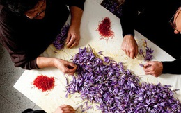 Cận cảnh quá trình thu hoạch saffron - thứ gia vị đắt nhất thế giới được mệnh danh “vàng đỏ“ có giá hàng tỷ đồng/kg, từng được Nữ hoàng Ai Cập dùng để dưỡng nhan