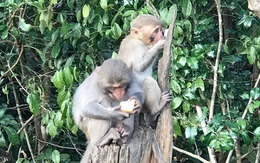 Vì sao khỉ trên núi Sơn Trà đầy thương tích?