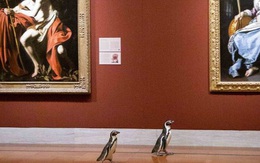 Ba chú chim cánh cụt được mời đến tham quan và thưởng thức nghệ thuật đỉnh cao trong bảo tàng Mỹ mùa cách ly