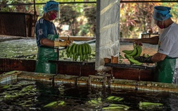 Ngành công nghiệp chuối đứng trước 'cơn bão' lớn không kém Covid-19