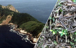 Mỗi mét vuông 5 con rắn độc bậc nhất hành tinh: Hòn đảo nguy hiểm nhất thế giới, cấm tuyệt đối con người bén mảng tới