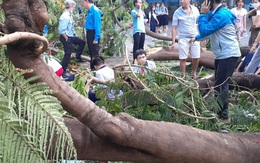 Sở Xây dựng yêu cầu rà soát cây xanh toàn TP HCM sau vụ cây phượng đè chết 1 học sinh