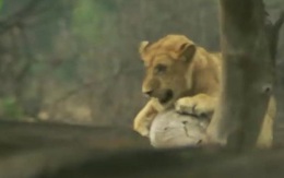 Clip: Bị trâu rừng bất ngờ phản công, sư tử hoảng hốt trèo lên cây "lánh nạn"