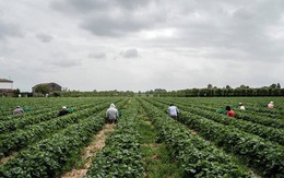 Thất nghiệp vì dịch Covid-19, người Italy bỏ thành thị về quê làm nông