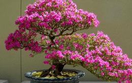 Hoa giấy leo giàn thì rực rỡ rồi, nhưng tạo thế bonsai vừa đẹp vừa sang mới là lựa chọn lý tưởng cho nhà nhỏ hẹp