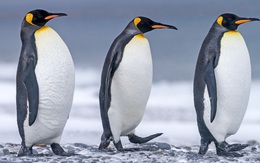 Nghiên cứu mới: Phân chim cánh cụt tạo ra khí gây cười, hít thở không khí trong khu vực thôi cũng đủ 'quặn ruột'