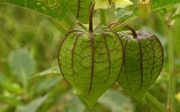Đây là loại quả mà người Việt chỉ coi là cỏ dại, sang Nhật được tôn như "thảo dược quý" chữa đủ thứ bệnh, bán giá 700k/kg vẫn cháy hàng