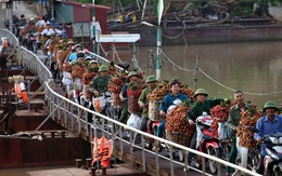 Vải thiều Bắc Giang vào vụ, dân gồng mình chở hàng tạ vải chòng chành qua chiếc cầu phao “tử thần”: “Ngã lộn xuống sông là chuyện bình thường”