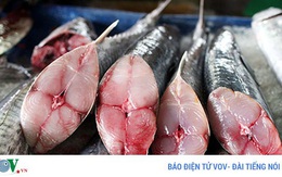 Những loại cá cực tốt cho sức khỏe