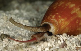1001 thắc mắc: Loài ốc nào có cú vồ nhanh bậc nhất thế giới động vật?