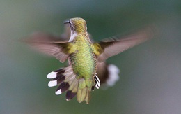 1001 thắc mắc: Loài chim nào có thể bay lùi, được mệnh danh là ‘phi cơ thần tốc’?
