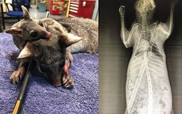 Chồn túi Possum bị nỏ bắn xuyên cơ thể đến thủng phổi trong khi chồn con nhỏ xíu ôm chặt lấy mẹ gây xúc động mạnh