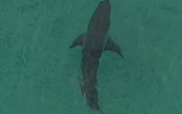Đụng cá mập trắng khổng lồ, người đàn ông 60 tuổi chết thảm