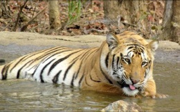 Ấn Độ phạt "án chung thân" hổ ăn thịt người