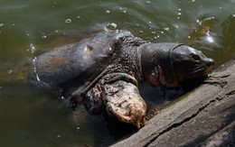 Cụ Rùa sẽ được khám sức khỏe định kỳ