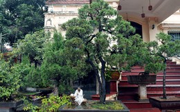 Cây cảnh bạc tỷ của đại gia Hà thành