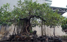 Sững sờ với cây cảnh bạc tỷ của đại gia Hà thành