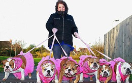 Chó đại gia ‘tiêu vặt’ mỗi năm 500 triệu đồng