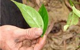 Con dâu đầu độc bố mẹ chồng bằng lá ngón