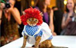 Mèo diễn thời trang chuyên nghiệp