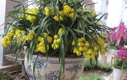 Đại gia chơi hoa Tết: 65 triệu đồng/chậu địa lan 