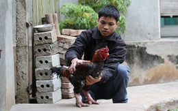 Đại gia săn gà Đông Cảo: Họ là ai? 