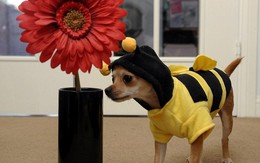 Chú chó ăn mặc thời trang nhất nước Anh