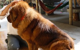 Đại gia cưng chó Ngao như con 