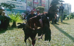 Đại gia đá gà giữa phố