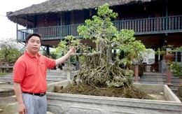 Đại gia cây cảnh bán xế hộp, chuyển nghề chăn lợn 