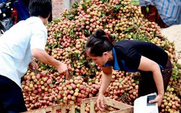 Nông dân vay ngân hàng không phải thế chấp sổ đỏ