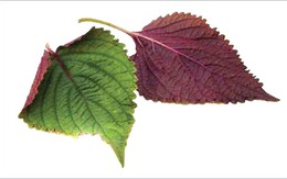 Lá tía tô làm đẹp da  