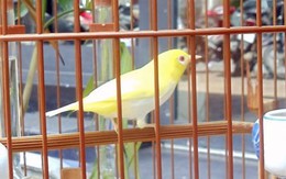 Thú chơi chim, cá cảnh tiền tỷ của đại gia Việt 