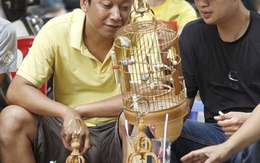 Đại gia Hà thành bỏ trăm triệu đồng chơi chim