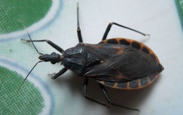 Muôn vàn côn trùng gây họa tới sức khỏe người dân