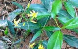 Con dâu ra tay hạ độc bố mẹ chồng bằng lá ngón