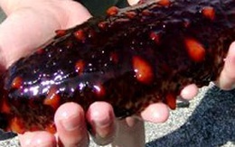 Giải mã "năng lực tình yêu" hải sâm mang lại