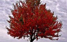 Vạch mặt những 'con sâu' gặm nhấm cây tình yêu