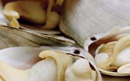 Tăng cường sức khỏe cho "quý ông" từ con ngán