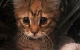 "Nàng" mèo sống sót sau 1 giờ trong máy giặt