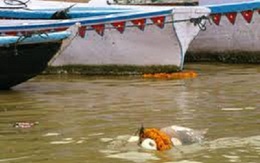 Giữa 2013, bảy TP dùng xăng sinh học