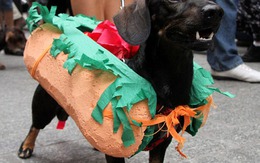 Màn diễu hành "siêu độc đáo" của đàn chó thời trang