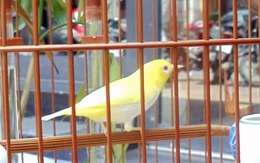 Những thú chơi bạc tỷ của đại gia Hà Thành