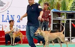 Việt Nam tổ chức thi "hoa hậu" chó quốc tế