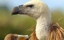 Thực hư chuyện gián điệp kền kền Israel