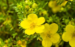 Đã tìm ra Oenothera – thảo dược hàng đầu Châu Âu giúp điều hòa nội tiết, làm đẹp da